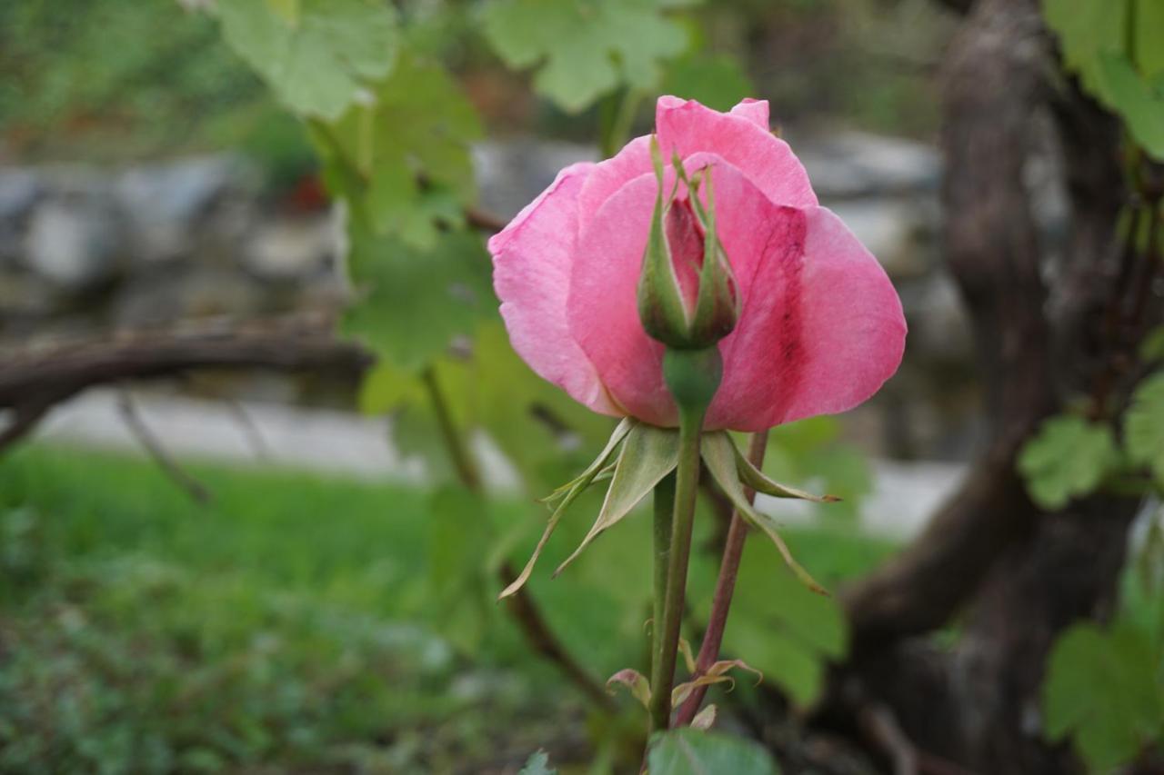 Alloggio per agriturismo U Muinettu *