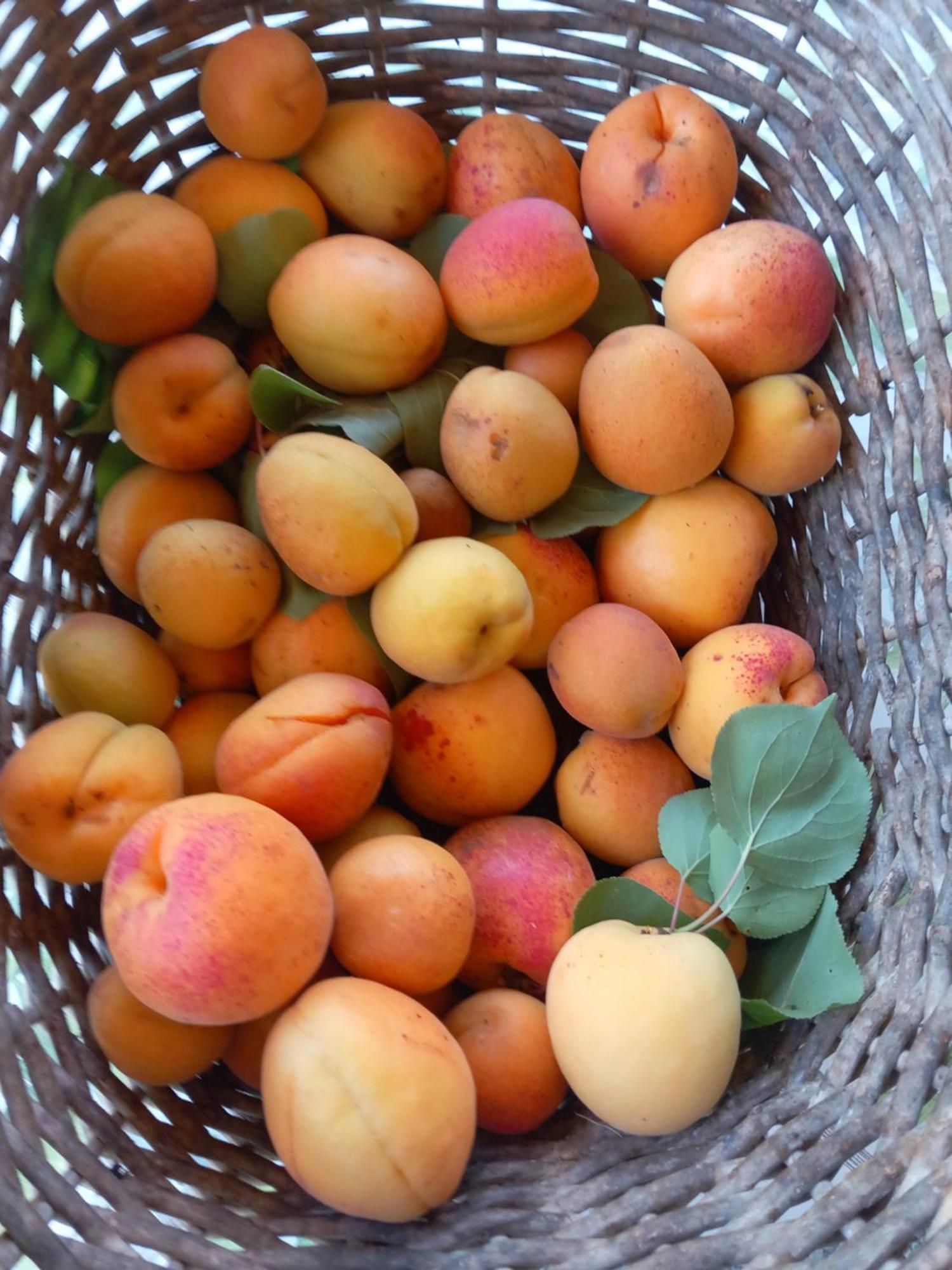 Alloggio per agriturismo U Muinettu *